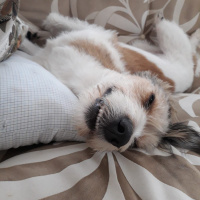 Jack Russell Terrier, Köpek  Düşes fotoğrafı