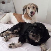 Tibet Terrieri, Köpek  Lady fotoğrafı