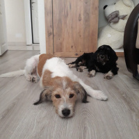 Tibet Terrieri, Köpek  Lady fotoğrafı