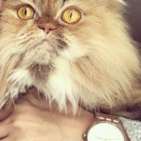 Chinchilla, Kedi  Bambam fotoğrafı