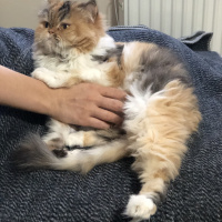 Chinchilla, Kedi  Bambam fotoğrafı