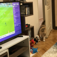 Chinchilla, Kedi  Bambam fotoğrafı