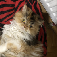 Chinchilla, Kedi  Bambam fotoğrafı