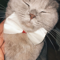 Scottish Fold, Kedi  Duman fotoğrafı