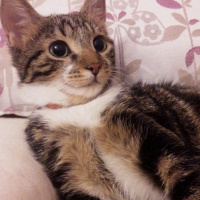 Tekir Kedi, Kedi  Paşa fotoğrafı