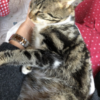 Tekir Kedi, Kedi  Paşa fotoğrafı