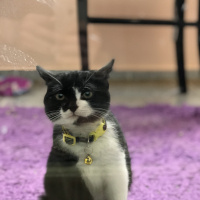 Tekir Kedi, Kedi  Zilli fotoğrafı