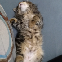 Sibirya Kedisi, Kedi  Sushi fotoğrafı