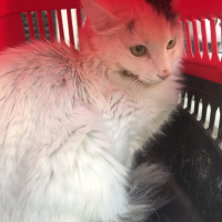 Ankara Kedisi, Kedi  Prenses fotoğrafı