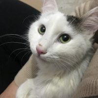 Ankara Kedisi, Kedi  Prenses fotoğrafı