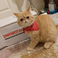 Exotic Shorthair, Kedi  Robin fotoğrafı