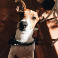 Jack Russell Terrier, Köpek  Zero fotoğrafı