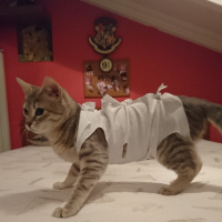 British Shorthair, Kedi  Hera fotoğrafı