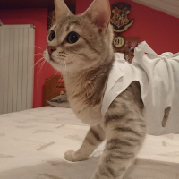 British Shorthair, Kedi  Hera fotoğrafı