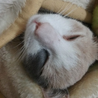 Tekir Kedi, Kedi  Minnoşumuz evden kaçtı  fotoğrafı
