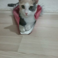 Tekir Kedi, Kedi  Minnoşumuz evden kaçtı  fotoğrafı