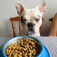 Fransız Bulldog, Köpek  Thor fotoğrafı