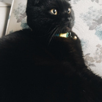 Scottish Fold, Kedi  Escobar fotoğrafı