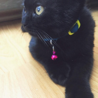 Scottish Fold, Kedi  Escobar fotoğrafı