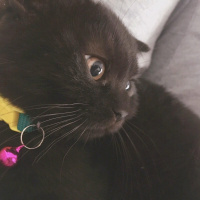Scottish Fold, Kedi  Escobar fotoğrafı