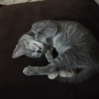 British Shorthair, Kedi  bıcır fotoğrafı