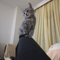 British Shorthair, Kedi  bıcır fotoğrafı