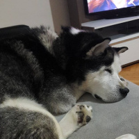 Sibirya Kurdu (Husky), Köpek  Ice fotoğrafı