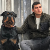 Rottweiler, Köpek  Cech fotoğrafı