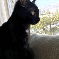 Tekir Kedi, Kedi  inci fotoğrafı