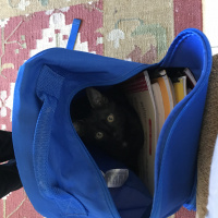 Tekir Kedi, Kedi  inci fotoğrafı