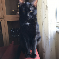 Tekir Kedi, Kedi  inci fotoğrafı