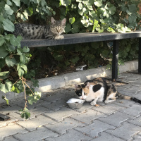 Tekir Kedi, Kedi  inci fotoğrafı