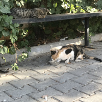 Tekir Kedi, Kedi  inci fotoğrafı