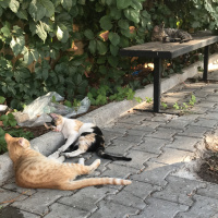 Tekir Kedi, Kedi  inci fotoğrafı