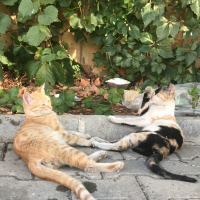 Tekir Kedi, Kedi  inci fotoğrafı
