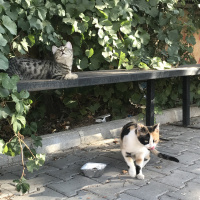 Tekir Kedi, Kedi  inci fotoğrafı