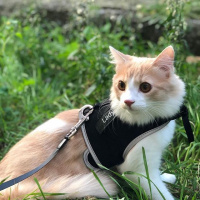 Sarman, Kedi  Duman fotoğrafı