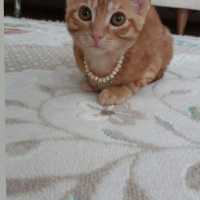 Sarman, Kedi  Güneş fotoğrafı