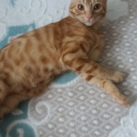 Sarman, Kedi  Güneş fotoğrafı