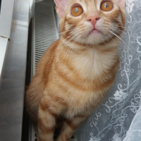 Sarman, Kedi  Güneş fotoğrafı