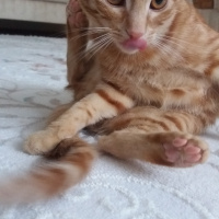 Sarman, Kedi  Güneş fotoğrafı