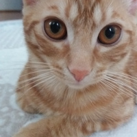 Sarman, Kedi  Güneş fotoğrafı