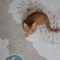 Sarman, Kedi  Güneş fotoğrafı