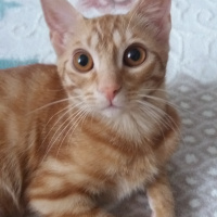 Sarman, Kedi  Güneş fotoğrafı