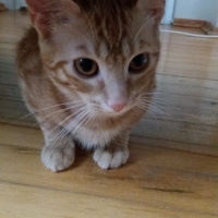 Sarman, Kedi  Güneş fotoğrafı