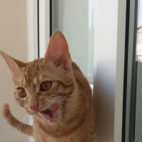 Sarman, Kedi  Güneş fotoğrafı