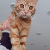 Sarman, Kedi  Güneş fotoğrafı