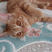 Sarman, Kedi  Güneş fotoğrafı