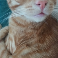 Sarman, Kedi  Güneş fotoğrafı