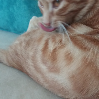 Sarman, Kedi  Güneş fotoğrafı